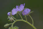 Fuzzy phacelia